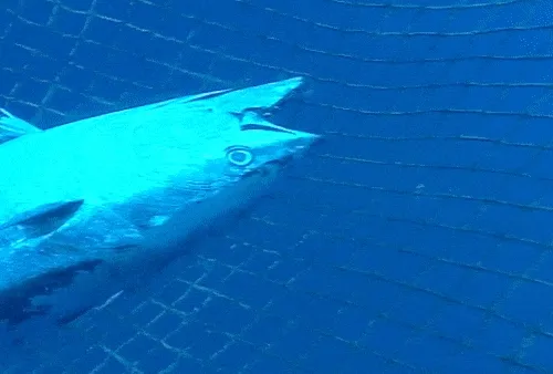 xiaom666.lens-Collect-768