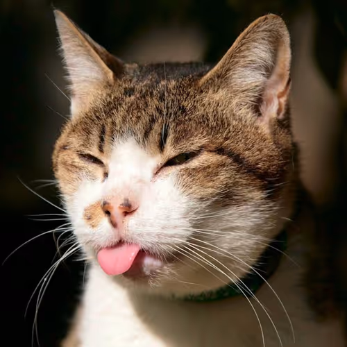 Dimka