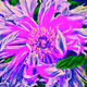 Petal