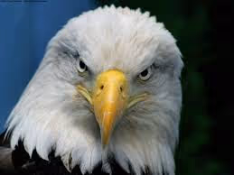 Holograph - 2SFDJcXLeK