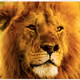 Lion collection