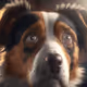 PetPals Unleashed