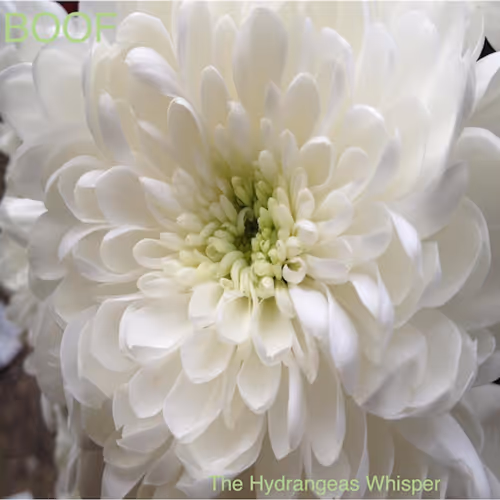 pedrovilela.lens-Collect-2875