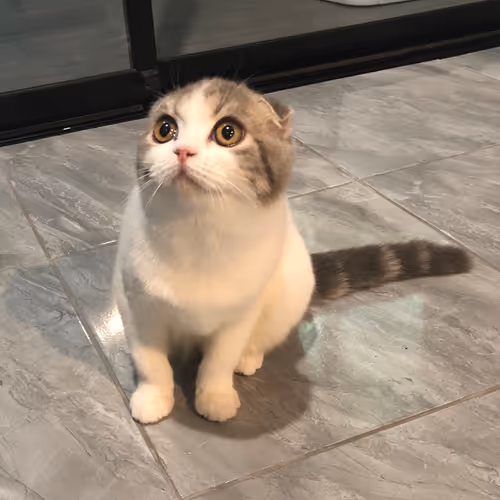 Catman