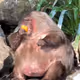 Monkey Eat