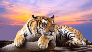 Item #107839786668602559178668060348078522694548577690162289924414440996865 Media