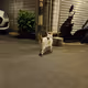 Neko