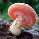 mushrooms