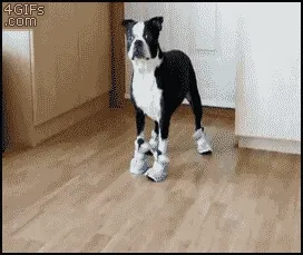 Zaz
