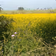 Mustard Field