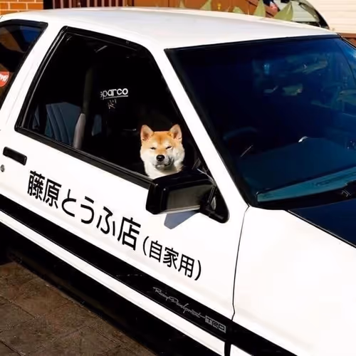 DOG CAR