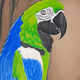 Parrot NFT