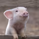 FunkyPiG
