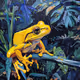 Yellow Frog