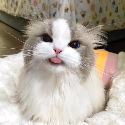 junhe.lens-Collect-825