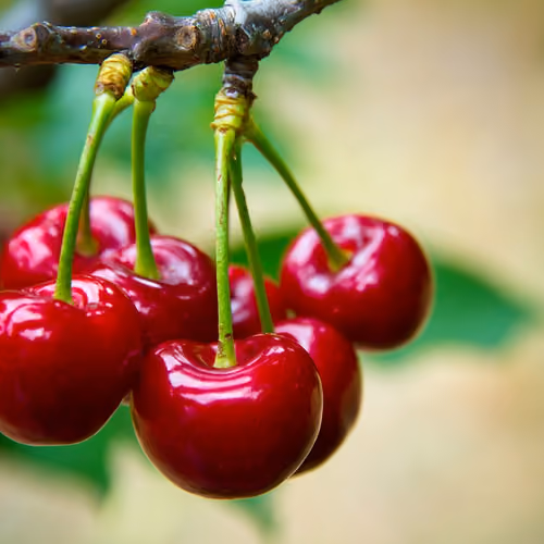 Cherry