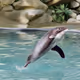 Rare Animals