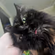 Cat named Mousy