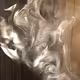 Bird in Abstract