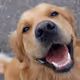 dogland