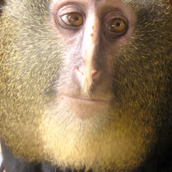 Human