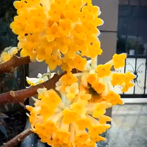 indus.lens-Collect-572