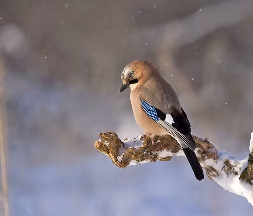 00963.lens-Collect-520