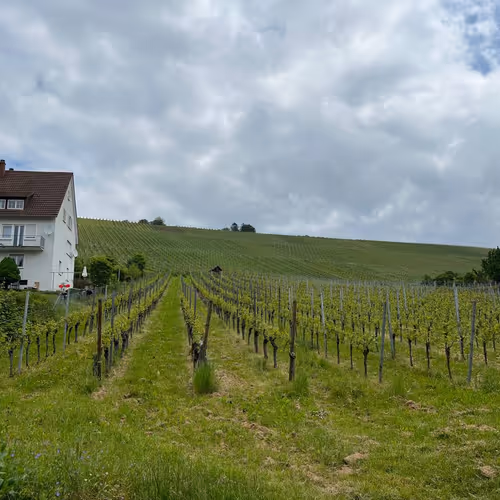 sahar.lens-Collect-109