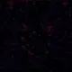 D4RK A.I MAGIC