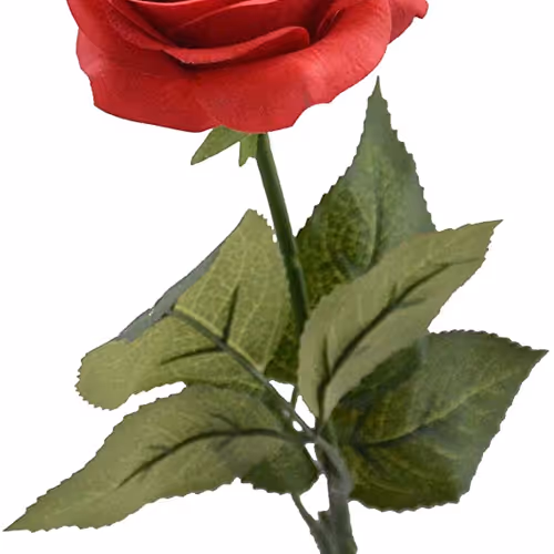 CarolusMagnus Collection