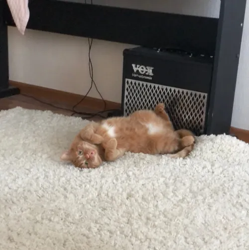 Item #74885386125841679683657863817676557915419392690100599251571086922001357471745 Media