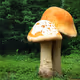 Giant Shrooms