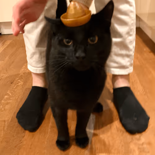 Untitled Collection #246054111