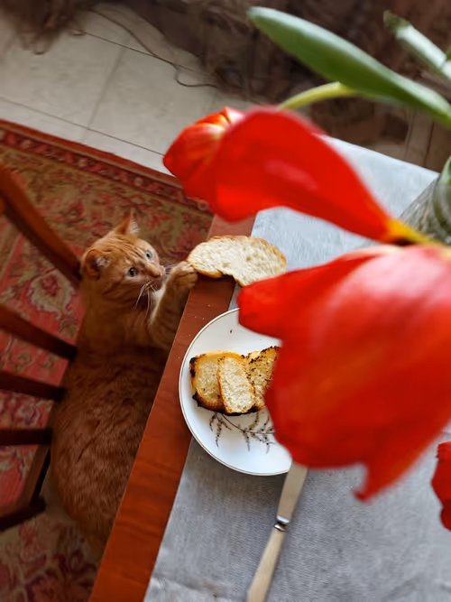 Item #74885386125841679683657863817676557915419392690100599251571086924200380727297 Media