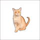 Cat's races