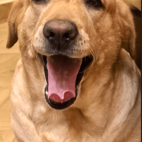 vikrant6661 Collection