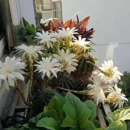 Untitled Collection #132877947