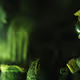Planet LV426
