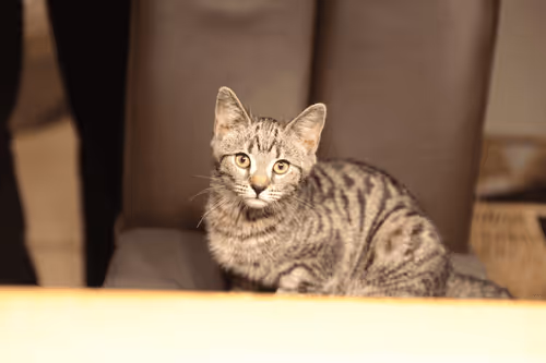 Untitled Collection #195076936