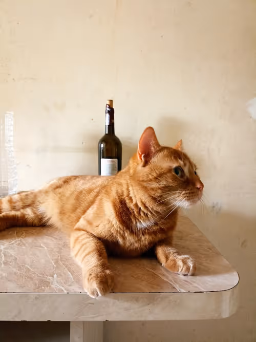 Item #74885386125841679683657863817676557915419392690100599251571086925299892355073 Media