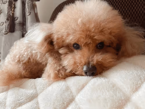 Untitled Collection #174053490