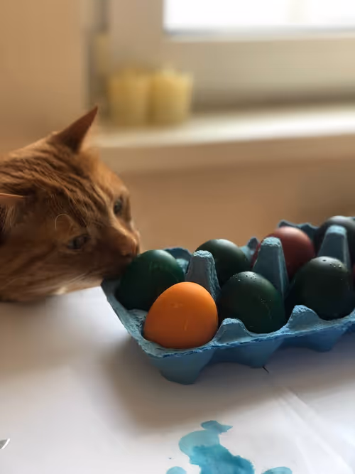 Item #74885386125841679683657863817676557915419392690100599251571086918702822588417 Media