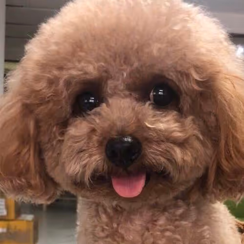 Untitled Collection #181109339