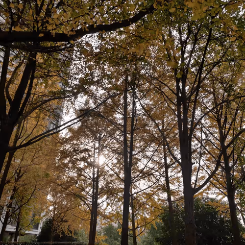 Untitled Collection #49804818