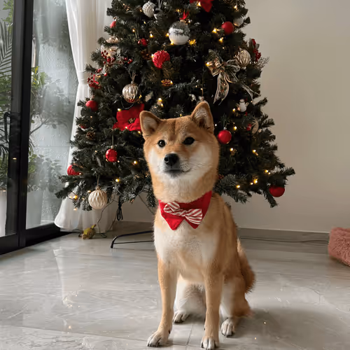 Untitled Collection #70363150