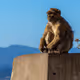 Apes of Gibraltar