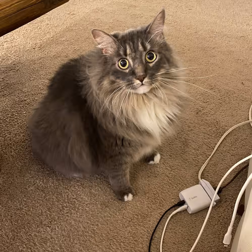Vanney The Cat
