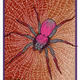 Poisonous Spiders