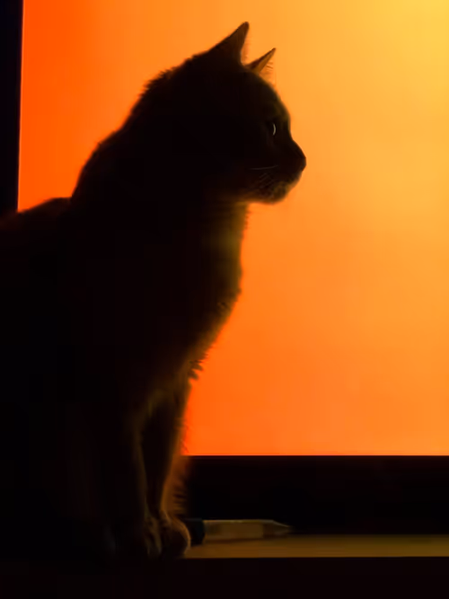 Item #74885386125841679683657863817676557915419392690100599251571086931896962121729 Media