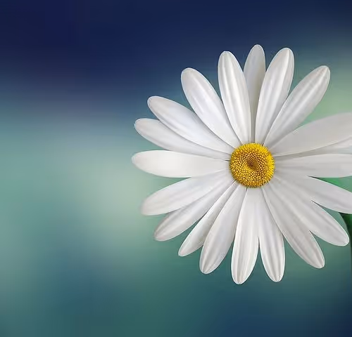 Untitled Collection #101806588